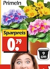 Primeln bei Wreesmann im Prospekt "" für 0,79 €