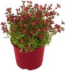 Steinbrech Angebote bei REWE Siegen für 2,29 €