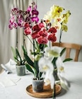 Zimmerpflanzen im Kaufland Prospekt Orchidee im aktuellen Kaufland Prospekt für 9,99 €