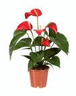 Plante verte et plante fleurie - Lidl à Argenteuil Plante verte et plante fleurie en promo chez Lidl Argenteuil à 4,99 €
