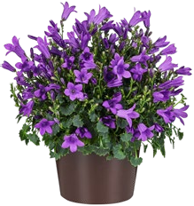 Glockenblume oder Prärieenzian bei Kaufland in Krefeld Glockenblume oder Prärieenzian im Angebot bei Kaufland Krefeld für 1,99 €