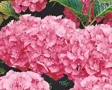 Freiland-Hortensie (Hydrangea macrophylla) bei OBI in Neunkirchen Freiland-Hortensie (Hydrangea macrophylla) im Angebot bei OBI Neunkirchen für 9,99 €