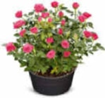 große Rosenschale im Netto Marken-Discount Prospekt große Rosenschale von im aktuellen Netto Marken-Discount Prospekt für 5,99 €