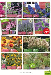 Bambus im Blumen Risse Prospekt in Heinsberg Aktueller Blumen Risse Prospekt mit Bambus, "Blütenglück für Ihr Sommerparadies", Seite 5