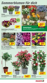 Blumen im toom Baumarkt Prospekt in Gladbeck Aktueller toom Baumarkt Prospekt mit Blumen, "Respekt, wer's selber macht.", Seite 3