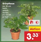 Grünpflanze Angebote bei Netto Marken-Discount Ahlen für 3,33 €