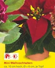 Mini-Weihnachtsstern im Angebot bei Netto Marken-Discount in Oberursel Mini-Weihnachtsstern Angebote bei Netto Marken-Discount Oberursel für 1,00 €