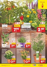 Chrysanthemen Angebot im aktuellen Netto Marken-Discount Prospekt auf Seite 8