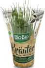 Aktuelles Kräutertopf Angebot bei Netto Marken-Discount in Bochum ab 2,50 €