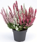 Bruyère calluna 3 couleurs - Lidl Bruyère calluna 3 couleurs à 2,79 € dans le catalogue Lidl