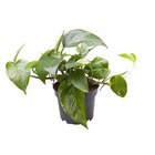 Pothos pot diamètre6 cm - BOTANIC® en promo chez Botanic Pothos pot diamètre6 cm - BOTANIC® dans le catalogue Botanic