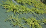 Toile de paillage Agrosol 1,25 x 10 m + 2 m OFFERTS en promo chez Espace Emeraude Toile de paillage Agrosol 1,25 x 10 m + 2 m OFFERTS dans le catalogue Espace Emeraude