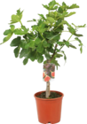 Feigenbaum als Halbstamm von FloraSelf für 15,00 € bei Hornbach im Angebot Feigenbaum als Halbstamm von FloraSelf im aktuellen Hornbach Prospekt