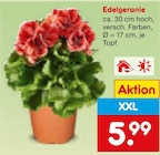 Aktuelles Edelgeranie Angebot bei Netto Marken-Discount in Krefeld ab 5,99 €