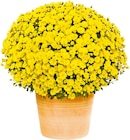 Chrysanthemen-Busch Angebote bei Hellweg Chemnitz für 6,99 €