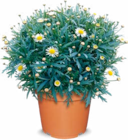Margeritenbusch im Netto Marken-Discount Prospekt Margeritenbusch im aktuellen Netto Marken-Discount Prospekt für 4,99 €