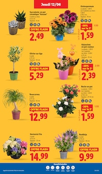 Promotion Fleurs dans le prospectus Lidl, valable du 12/06/2025 au 18/06/2025 Promo Fleurs dans le catalogue Lidl du moment à la page 29