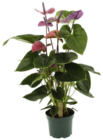 Aktuelles Anthurium Special Angebot bei GLOBUS in Mannheim ab 15,00 €