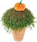 Aktuelle Pflanzen Angebote bei Penny in Jena Aktuelles Herbstbubikopf Angebot bei Penny in Jena ab 2,99 €