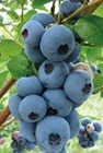 Promo Myrtillier à 11,95 € dans le catalogue LaMaison.fr à Les Pieux