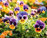 Delbard Aubevoye - Promo Pensées ou viola cornuta ECLOZ Promo Pensées ou viola cornuta ECLOZ à 3,00 € dans le catalogue Delbard à Aubevoye