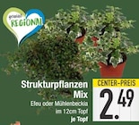 Strukturpflanzen Mix  im aktuellen EDEKA Prospekt für 2,49 €