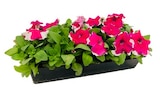 Pétunia, bégonia gracilis et œillet d’Inde - Truffaut Pétunia, bégonia gracilis et œillet d’Inde à 4,99 € dans le catalogue Truffaut