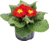 Globus-Baumarkt Regensburg - Primeln (Primula acaulis) Angebot im Prospekt Primeln (Primula acaulis) bei Globus-Baumarkt im Regensburg Prospekt für 1,29 €