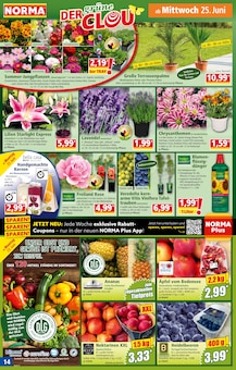 Nougat Angebot im aktuellen Norma Prospekt auf Seite 15