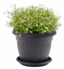 Aktuelles Pflanztopf Terra Angebot bei Sonderpreis Baumarkt in Göttingen ab 0,39 €