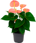 ANTHURIUM - SANS MARQUE en promo chez Auchan Hypermarché ANTHURIUM - SANS MARQUE dans le catalogue Auchan Hypermarché