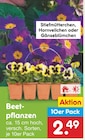 Beetpflanzen im Angebot bei Netto Marken-Discount in Singen Beetpflanzen Angebote bei Netto Marken-Discount Singen für 2,49 €