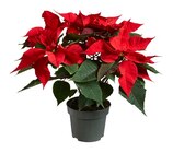 Aktuelle Pflanzen Angebote bei Lidl in Heidelberg Aktuelles Weihnachtsstern Angebot bei Lidl in Heidelberg ab 2,29 €