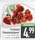 Aktuelles Freiland Päonientulpen Angebot bei E center in Regensburg ab 4,99 €