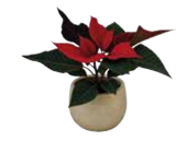 Mini Weihnachtsstern von  im aktuellen EDEKA Prospekt für 2,49 €