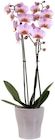 Penny Hemer - Orchidee Angebot im Prospekt Orchidee bei Penny im Hemer Prospekt für 9,99 €