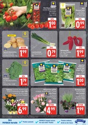 Blumen im E center Prospekt in Elmshorn Aktueller E center Prospekt mit Blumen, "Top Angebote", Seite 3