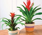 Bromelias en promo chez Super U Épinal à 8,99 €