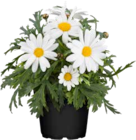 Strauchmargerite bei OBI im Berlin Prospekt für 3,49 €