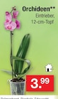Orchideen im Angebot bei Zimmermann in Mainz Orchideen Angebote bei Zimmermann Mainz für 3,99 €