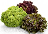 Aktuelle Salat Angebote bei METRO in Düsseldorf Aktuelles Bunte Salate Angebot bei METRO in Düsseldorf ab 1,05 €