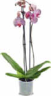 Aktuelle Zimmerpflanzen Angebote bei Netto Marken-Discount in Hamburg Aktuelles Orchidee Angebot bei Netto Marken-Discount in Hamburg ab 7,99 €