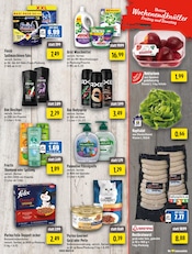 Ariel im EDEKA Prospekt in Gelsenkirchen Aktueller EDEKA Prospekt mit Ariel, "Aktuelle Angebote", Seite 13