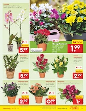Blumen im Netto Marken-Discount Prospekt in Memmingen Aktueller Netto Marken-Discount Prospekt mit Blumen, "Aktuelle Angebote", Seite 5