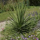 Cordyline indivisa en variétés ECLOZ - ECLOZ en promo chez Jardiland Cordyline indivisa en variétés ECLOZ - ECLOZ dans le catalogue Jardiland