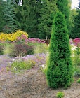 Lebensbaum im Hagebaumarkt Prospekt Lebensbaum „Thuja occidentalis ,Smaragd‘“ im aktuellen Hagebaumarkt Prospekt für 9,99 €