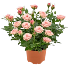 Rose »Carousel« im Kaufland Prospekt Rose »Carousel« im aktuellen Kaufland Prospekt für 2,22 €