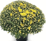 Chrysanthemenkugel Angebote bei Zimmermann Göttingen für 4,99 €