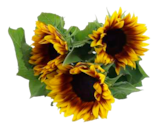 Aktuelle Pflanzen Angebote bei EDEKA in Kiel Aktuelles Sonnenblumen Marley Angebot bei EDEKA in Kiel ab 3,99 €