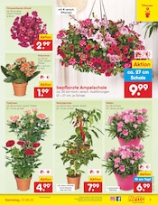 Aktueller Netto Marken-Discount Prospekt mit Chrysantheme, "Aktuelle Angebote", Seite 7